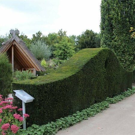 Taxus baccata 120/140 KL. - afbeelding 15