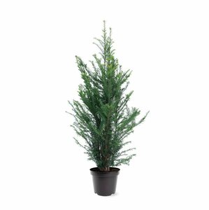 Taxus baccata 120/140 KL. - afbeelding 13