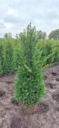 Taxus baccata 120/140 KL. - afbeelding 5