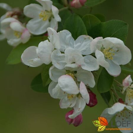 Malus 'Red Sentinel' 12-14 W. - afbeelding 3