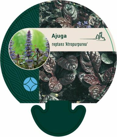 Ajuga reptans 'Atropurpurea' P9 - afbeelding 7