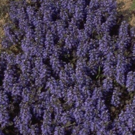 Ajuga reptans 'Atropurpurea' P9 - afbeelding 4