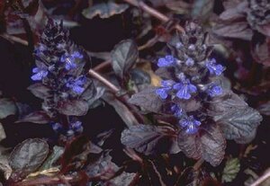 Ajuga reptans 'Atropurpurea' P9 - afbeelding 1