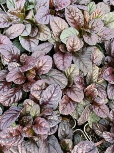 Ajuga reptans 'Atropurpurea' P9 - afbeelding 2