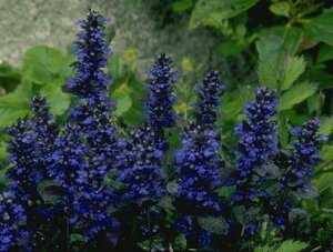 Ajuga reptans 'Atropurpurea' P9 - afbeelding 3