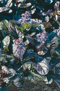 Ajuga reptans 'Atropurpurea' P9 - afbeelding 6