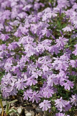 Phlox subulata 'G.F. Wilson' P9 - afbeelding 1