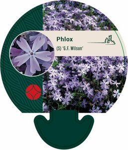 Phlox subulata 'G.F. Wilson' P9 - afbeelding 2