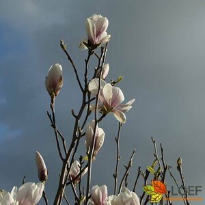 Magnolia soulangeana 250/275 DR. Solitair - afbeelding 1
