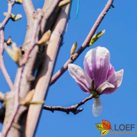 Magnolia soulangeana 250/275 DR. Solitair - afbeelding 2