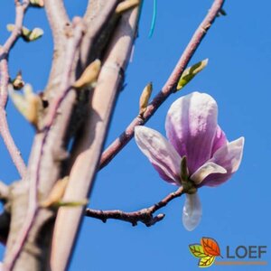 Magnolia soulangeana 250/275 DR. Solitair - afbeelding 2