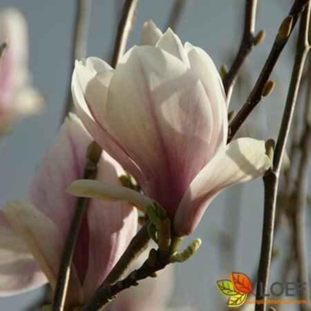 Magnolia soulangeana 250/275 DR. Solitair - afbeelding 3