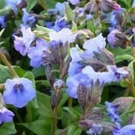 Pulmonaria angustifolia 'Blaues Meer' P9