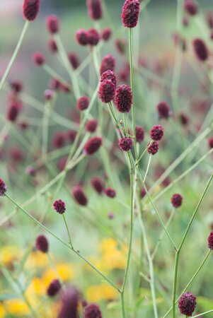 Sanguisorba officinalis P9