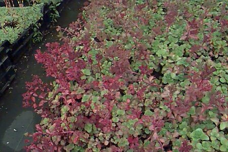 Sedum spurium 'Coccineum' P9 - afbeelding 1