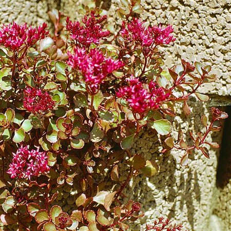 Sedum spurium 'Coccineum' P9 - afbeelding 3