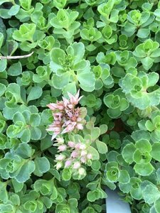 Sedum spurium 'Coccineum' P9 - afbeelding 2