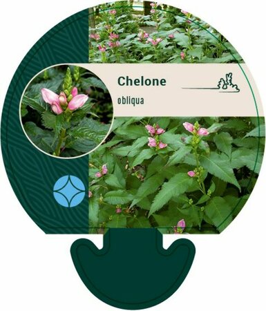 Chelone obliqua P9 - afbeelding 3