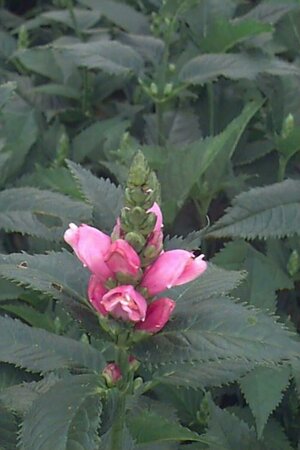 Chelone obliqua P9 - afbeelding 2