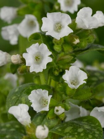 Pulmonaria officinalis 'Sissinghurst White P9 - afbeelding 3