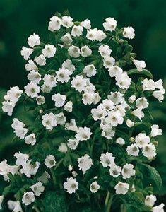 Pulmonaria officinalis 'Sissinghurst White P9 - afbeelding 4