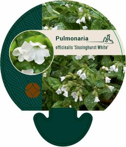 Pulmonaria officinalis 'Sissinghurst White P9 - afbeelding 2