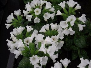 Pulmonaria officinalis 'Sissinghurst White P9 - afbeelding 5