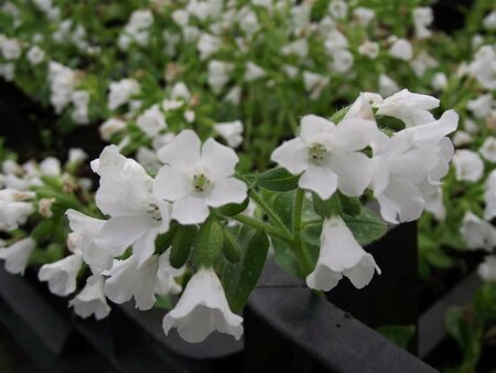 Pulmonaria officinalis 'Sissinghurst White P9 - afbeelding 6