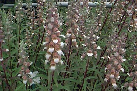 Digitalis lanata P9 - afbeelding 1