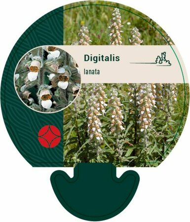 Digitalis lanata P9 - afbeelding 2