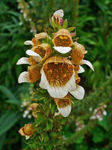 Digitalis lanata P9 - afbeelding 3