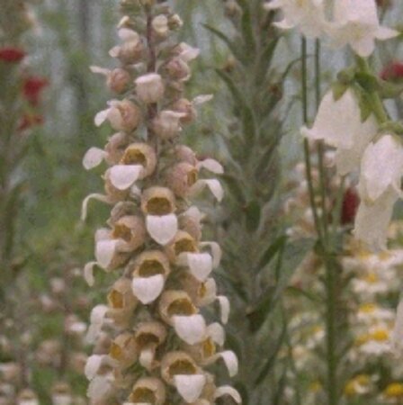 Digitalis lanata P9 - afbeelding 4