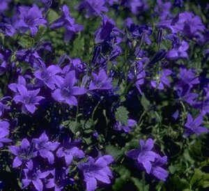 Campanula portenschlagiana P9 - afbeelding 1