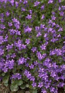 Campanula portenschlagiana P9 - afbeelding 2