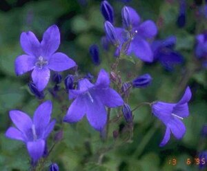 Campanula portenschlagiana P9 - afbeelding 3