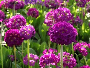 Primula denticulata 'Rubin' P9 - afbeelding 1