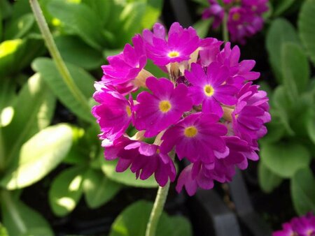 Primula denticulata 'Rubin' P9 - afbeelding 2