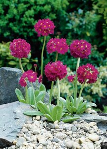 Primula denticulata 'Rubin' P9 - afbeelding 3