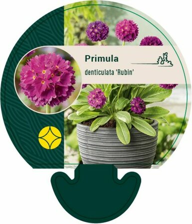 Primula denticulata 'Rubin' P9 - afbeelding 4