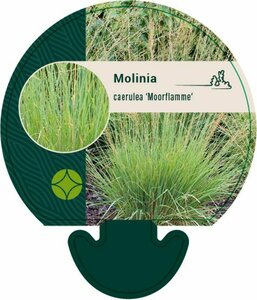 Molinia caerulea 'Moorflamme' P9 - afbeelding 1