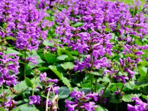 Betonica macrantha P9