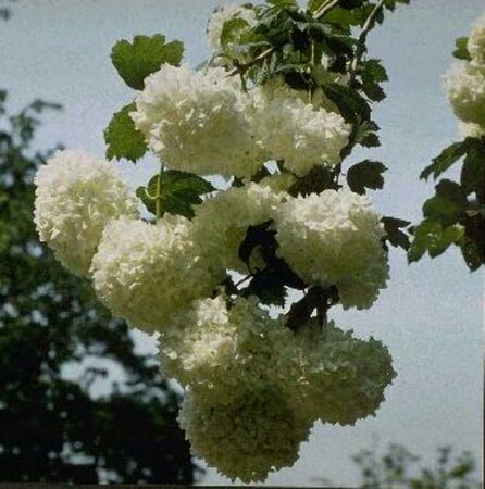 Viburnum opulus 'Roseum' 60/80 C.
