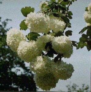 Viburnum opulus 'Roseum' 60/80 C.