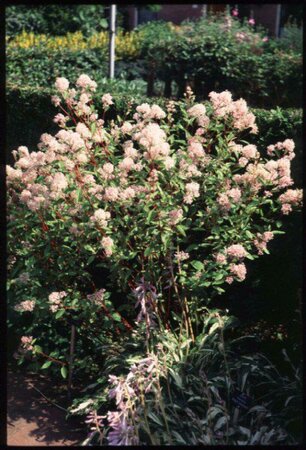 Ceanothus delileanus 'Gloire de Versaille C2