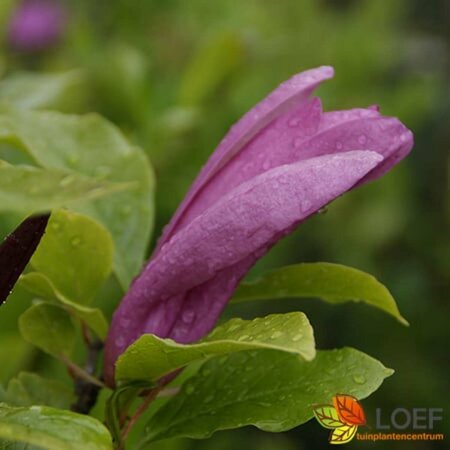 Magnolia 'Susan' 100/125 C. - afbeelding 1