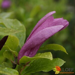 Magnolia 'Susan' 100/125 C. - afbeelding 1