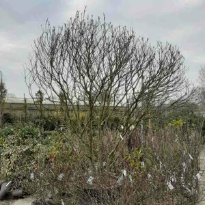 Magnolia 'Susan' 100/125 C. - afbeelding 3