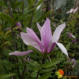 Magnolia 'Susan' 100/125 C. - afbeelding 2