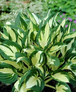 Hosta 'Fire and Ice' P9 - afbeelding 1