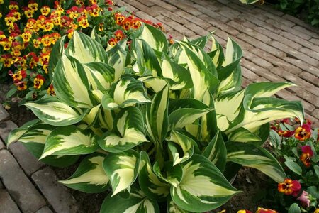 Hosta 'Fire and Ice' P9 - afbeelding 2